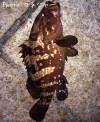 �����ϥ�