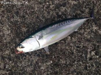 ¥½¡¼¥À¥¬¥Ä¥ª¡Ê¥Þ¥ë¥½¡¼¥À¡Ë