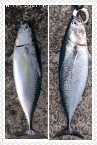 ¥½¡¼¥À¥¬¥Ä¥ª¡Ê¥Ò¥é¥½¡¼¥À¡Ë