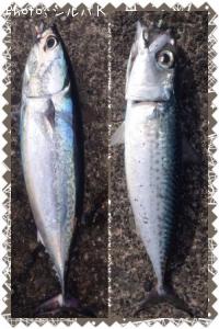 ¥Þ¥µ¥Ð¤È¥Þ¥ë¥½¡¼¥À