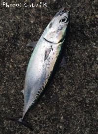 ���������ĥ��ʥޥ륽������