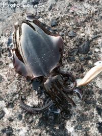 �����ꥤ��