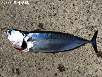 �ޥ륽�������ĥ�