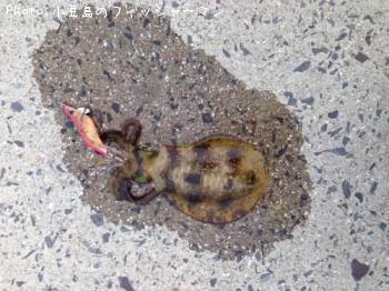 �����ꥤ��