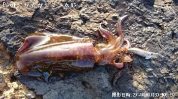 �����ꥤ��