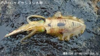 ¥¢¥ª¥ê¥¤¥«