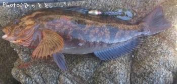 �����ʥ�