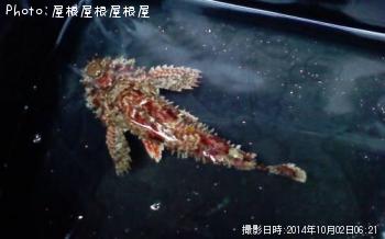 ���˥�����