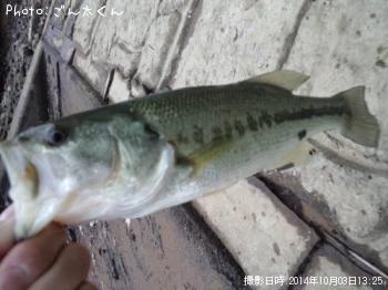 �֥�å��Х�