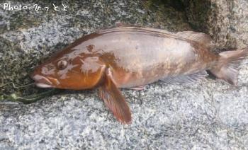 �����ʥ�