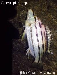 ���ޥ�����