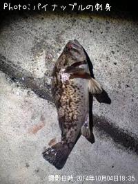 ¥Ù¥Ã¥³¥¦¥¾¥¤