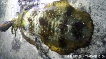 �����ꥤ��