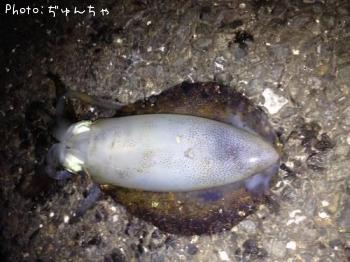 �����ꥤ��