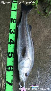 �����Х���