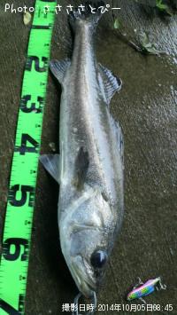 �����Х���