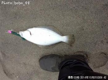 ¥Ò¥é¥á¡Ê¥½¥²¡Ë