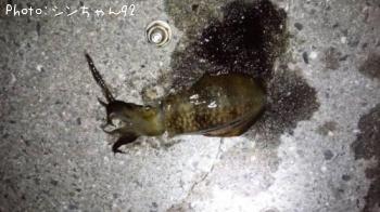 �����ꥤ��