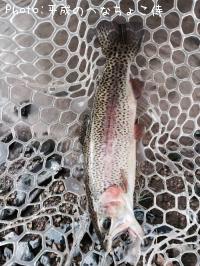 ¥ì¥¤¥ó¥Ü¡¼¥È¥é¥¦¥È