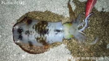 ¥¢¥ª¥ê¥¤¥«