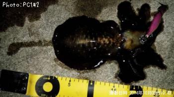 ¥¢¥ª¥ê¥¤¥«