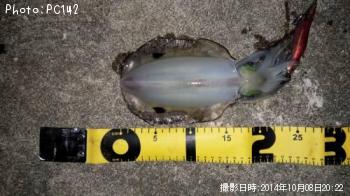 �����ꥤ��