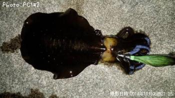 �����ꥤ��