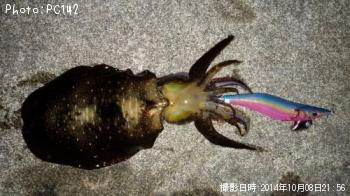 �����ꥤ��