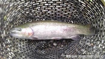 �쥤��ܡ��ȥ饦��