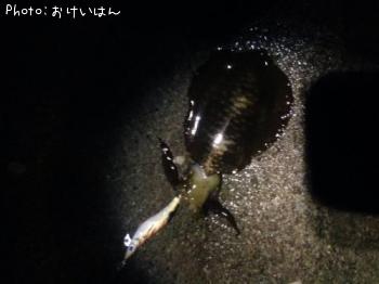 �����ꥤ��