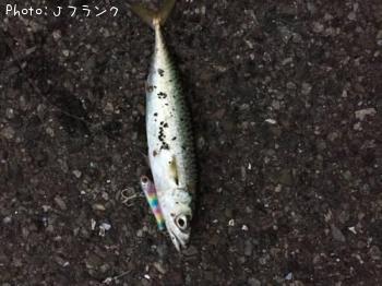 ¥µ¥Ð