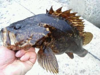 ¥¿¥±¥Î¥³¥á¥Ð¥ë