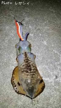 �����ꥤ��