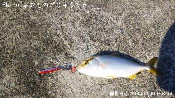 ¥«¥ó¥Ñ¥Á¡ÊÍĵû¡Ë