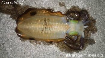 �����ꥤ��