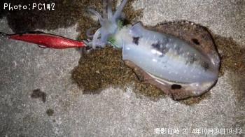 �����ꥤ��