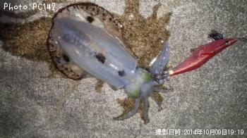 �����ꥤ��