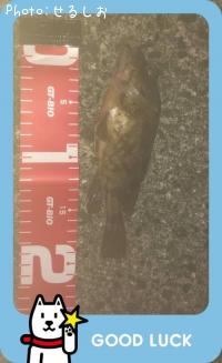 ¡ù¥«¥µ¥´¡ù