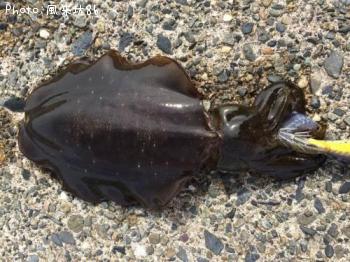 ¥¢¥ª¥ê¥¤¥«