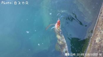 �����ꥤ��