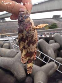 ¥è¥í¥¤¥á¥Ð¥ë