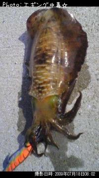 �����ꥤ��