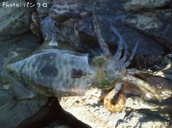 �����ꥤ��