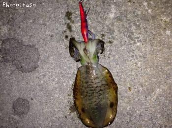 �����ꥤ��