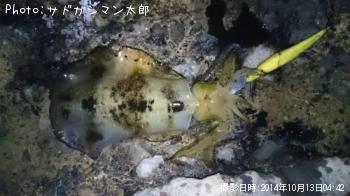 �����ꥤ��