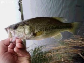 �֥�å��Х�