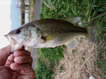 �֥�å��Х�