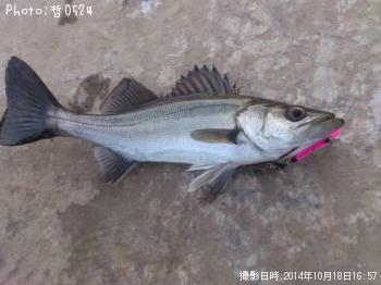 �����Х�