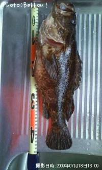 ¥Ù¥Ã¥³¥¦¥¾¥¤