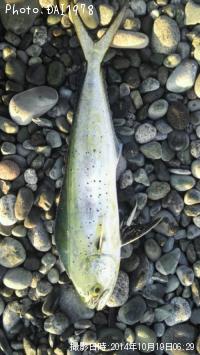 �ڥ�ڥ󥷥���